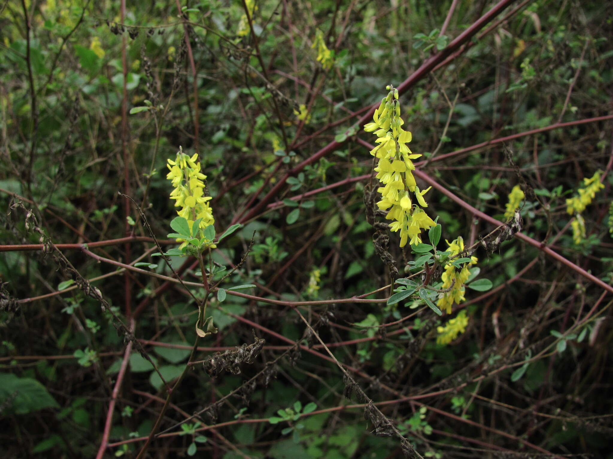 Imagem de Melilotus hirsutus Lipsky