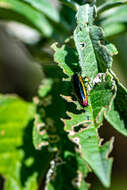 Image of Agrilus furcillatus Chevrolat 1834