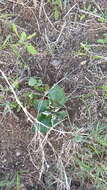 Image of Pelargonium asarifolium (Sweet) G. Don