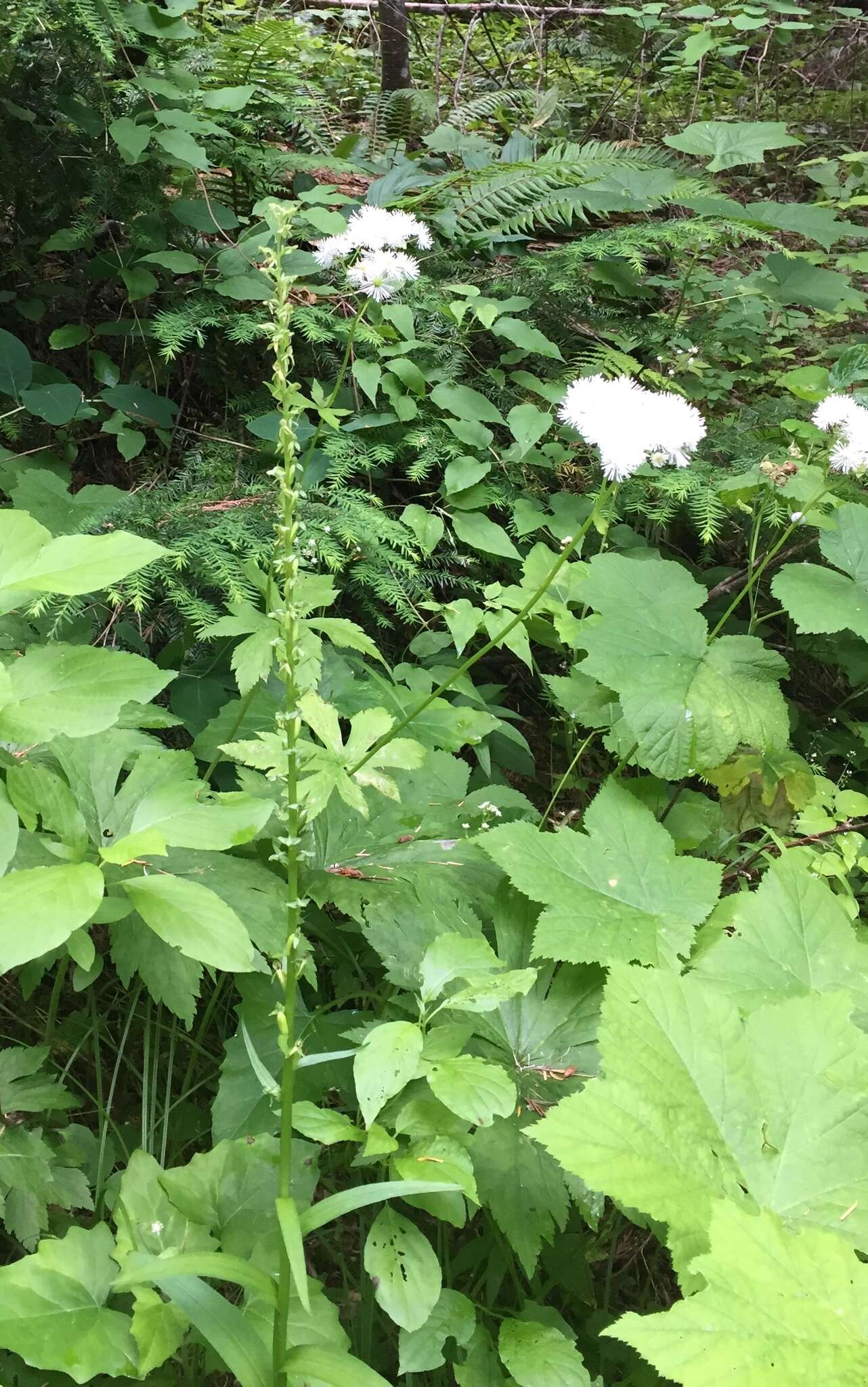 Imagem de Platanthera stricta Lindl.