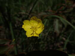 Image of narrowleaf evening primrose