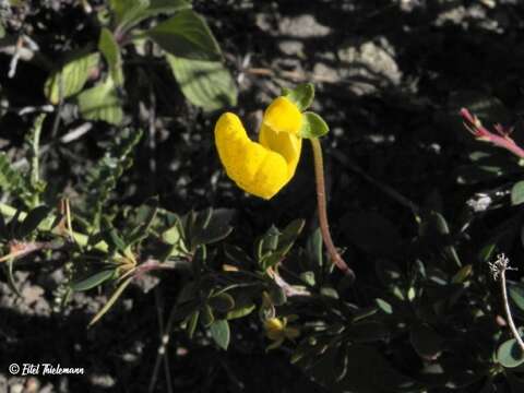 Image of Calceolaria polyrrhiza Cav.