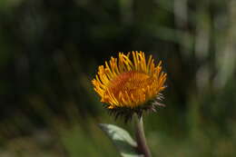 Image of dwarf oxeye