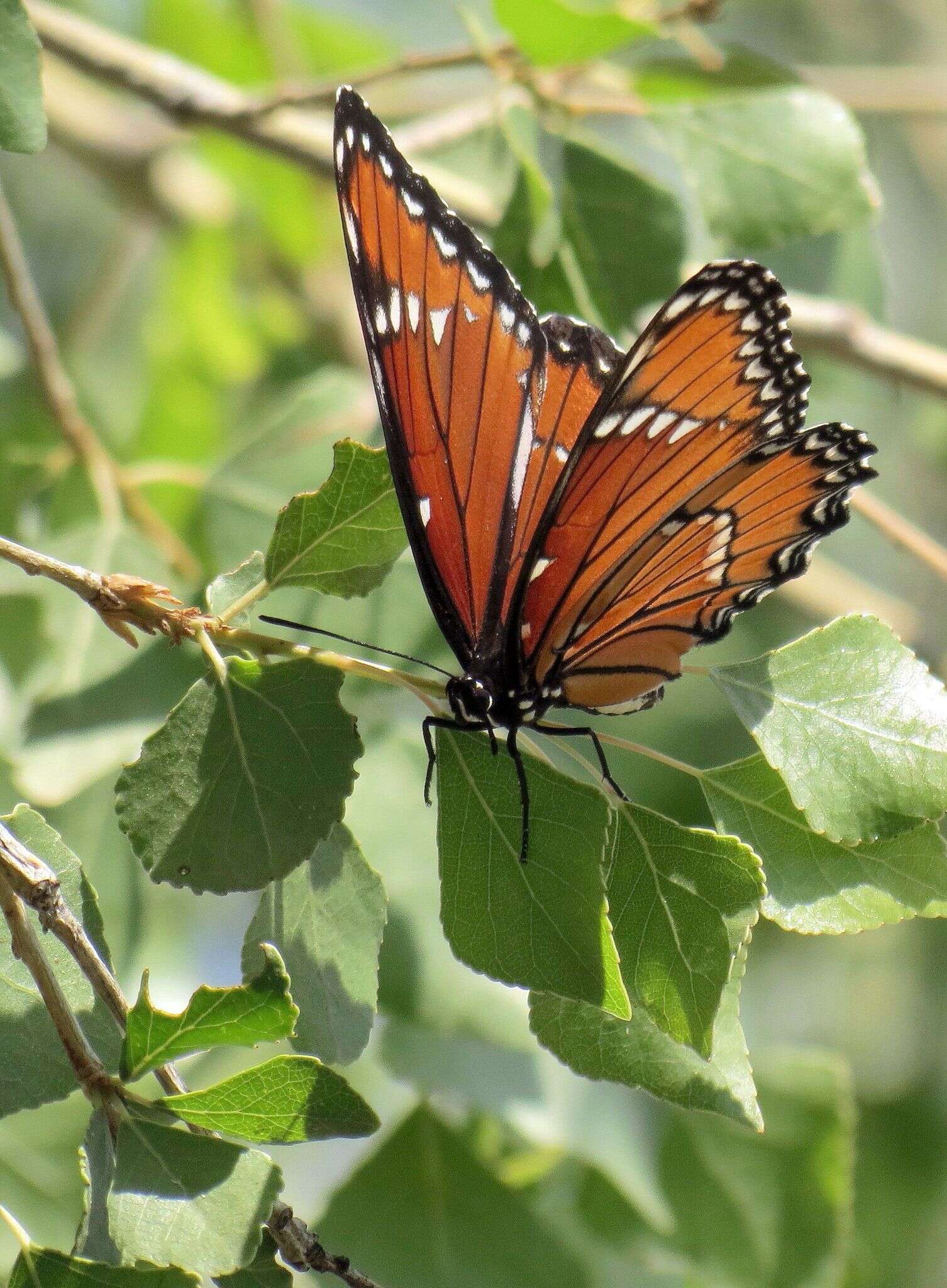 Imagem de Limenitis archippus obsoleta Edwards