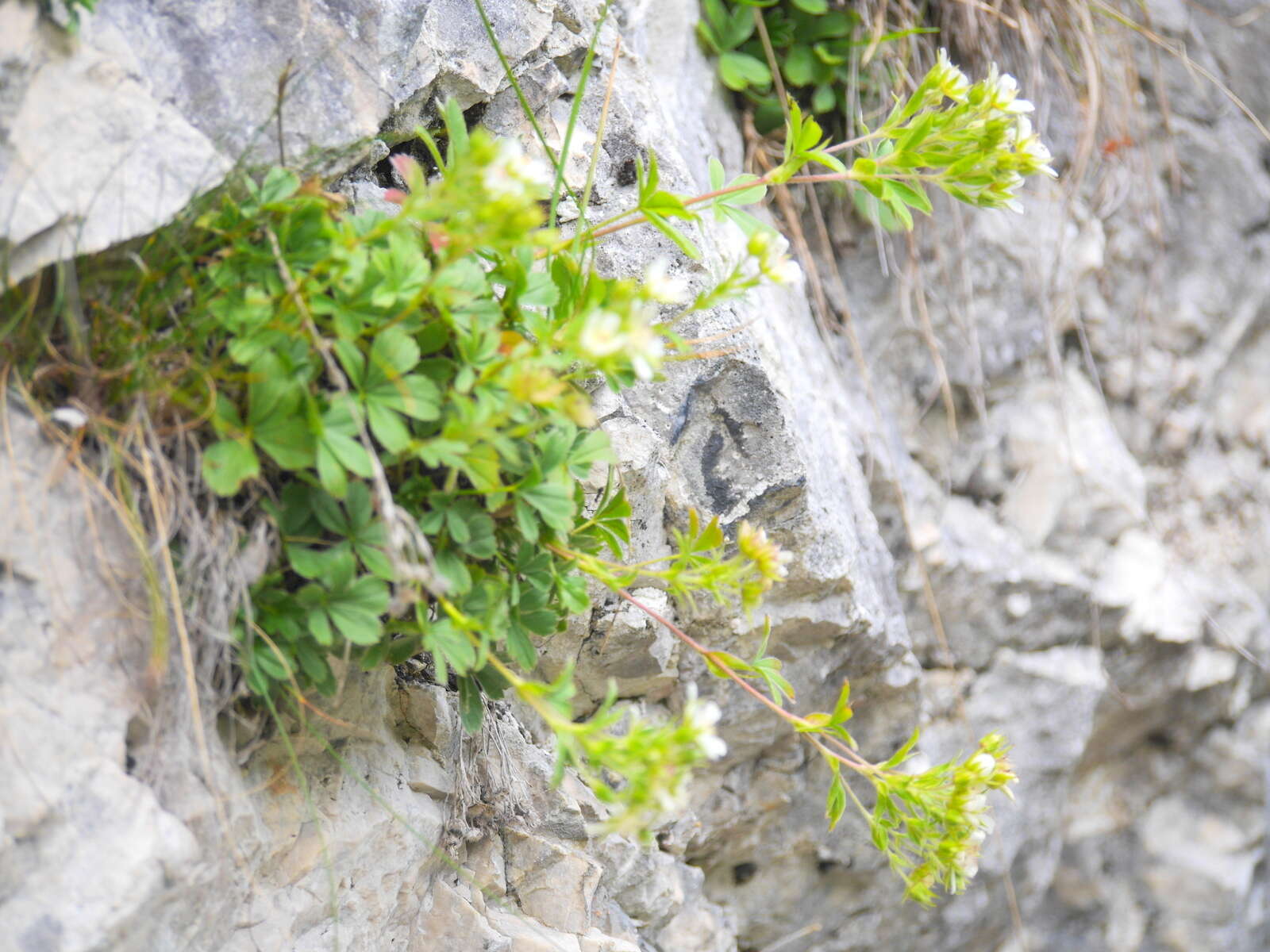 Image of Potentilla caulescens L.