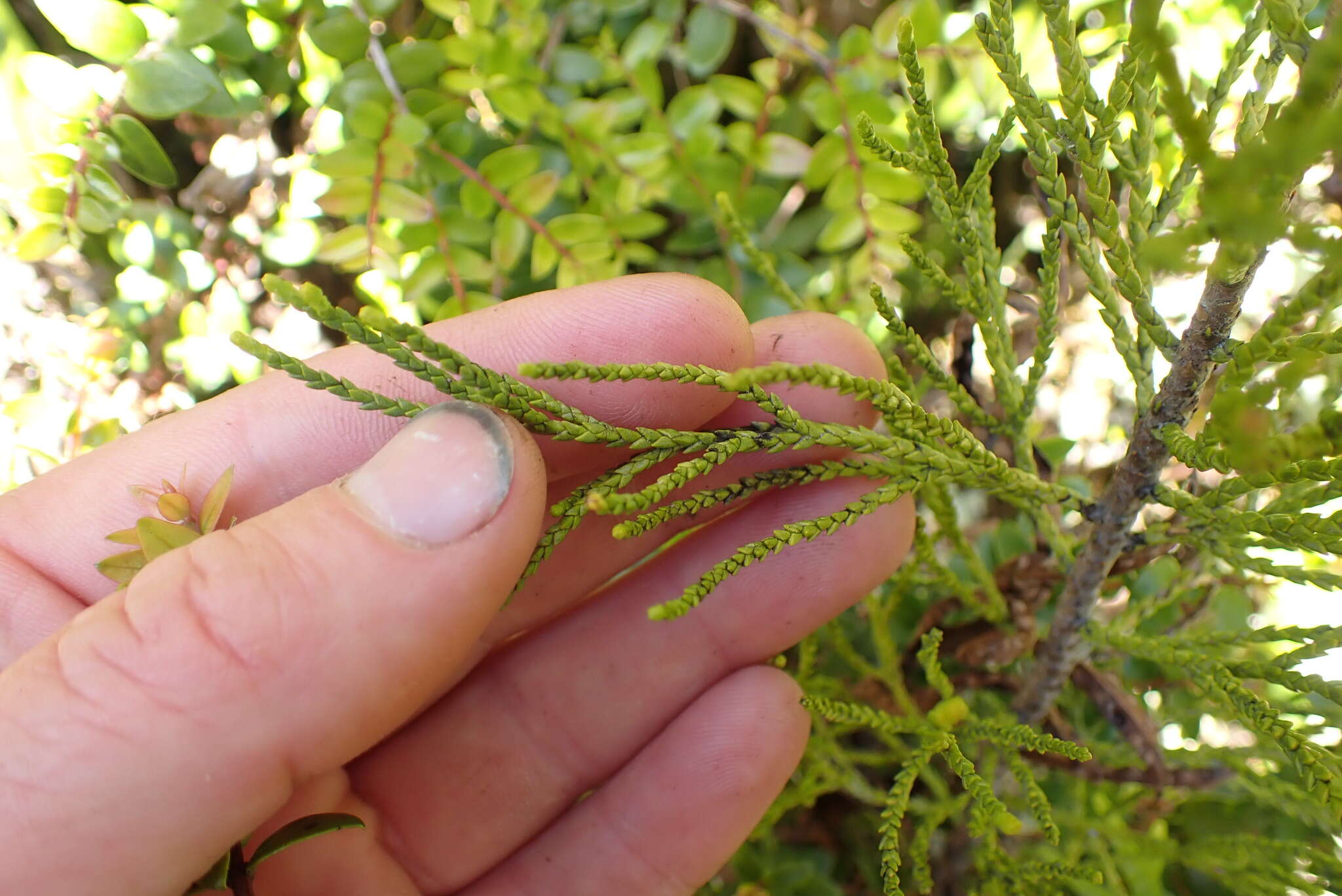 Image of Silver Pine