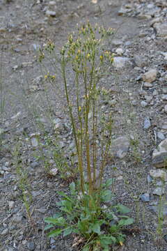 Image of Crepis multicaulis Ledeb.