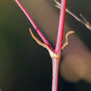 Image of Gypsophila volgensis Krasnova