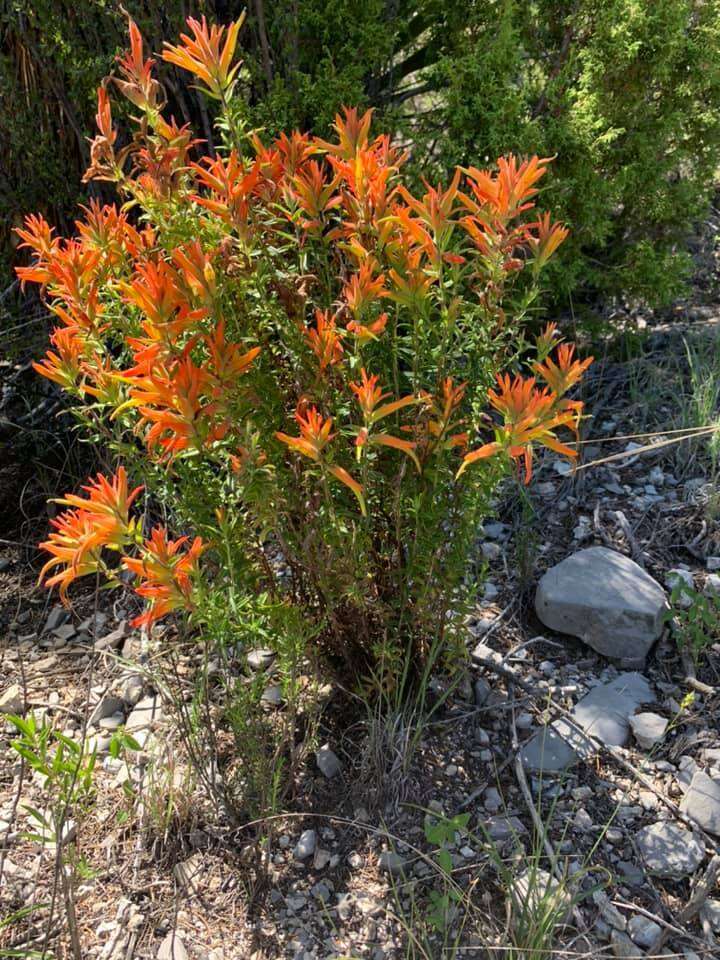 Image of <i>Castilleja <i>tenuiflora</i></i> var. tenuiflora