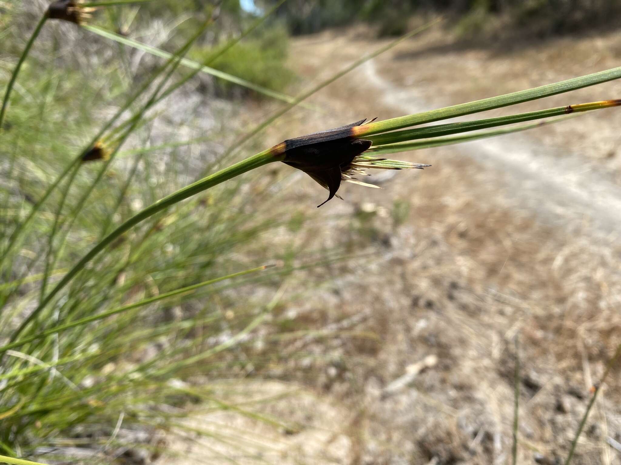 Image of Mesomelaena tetragona (R. Br.) Benth.