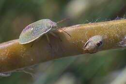 Image of Piezodorus lituratus (Fabricius 1794)