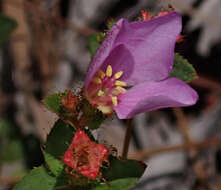 Imagem de Rhexia nuttallii C. W. James