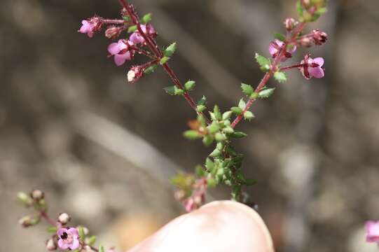 Image of Erica thimifolia Wendl.