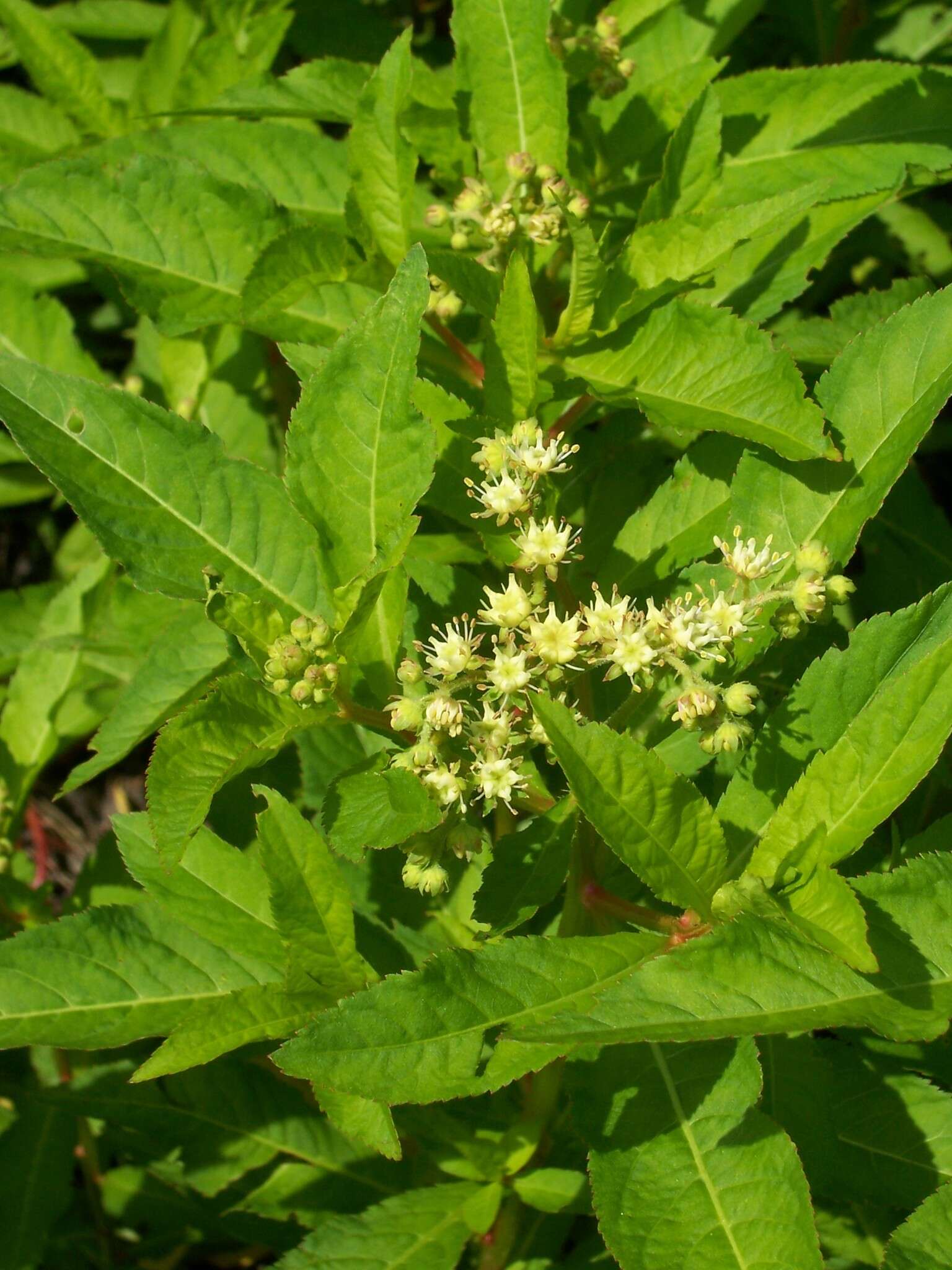 Image of ditch stonecrop