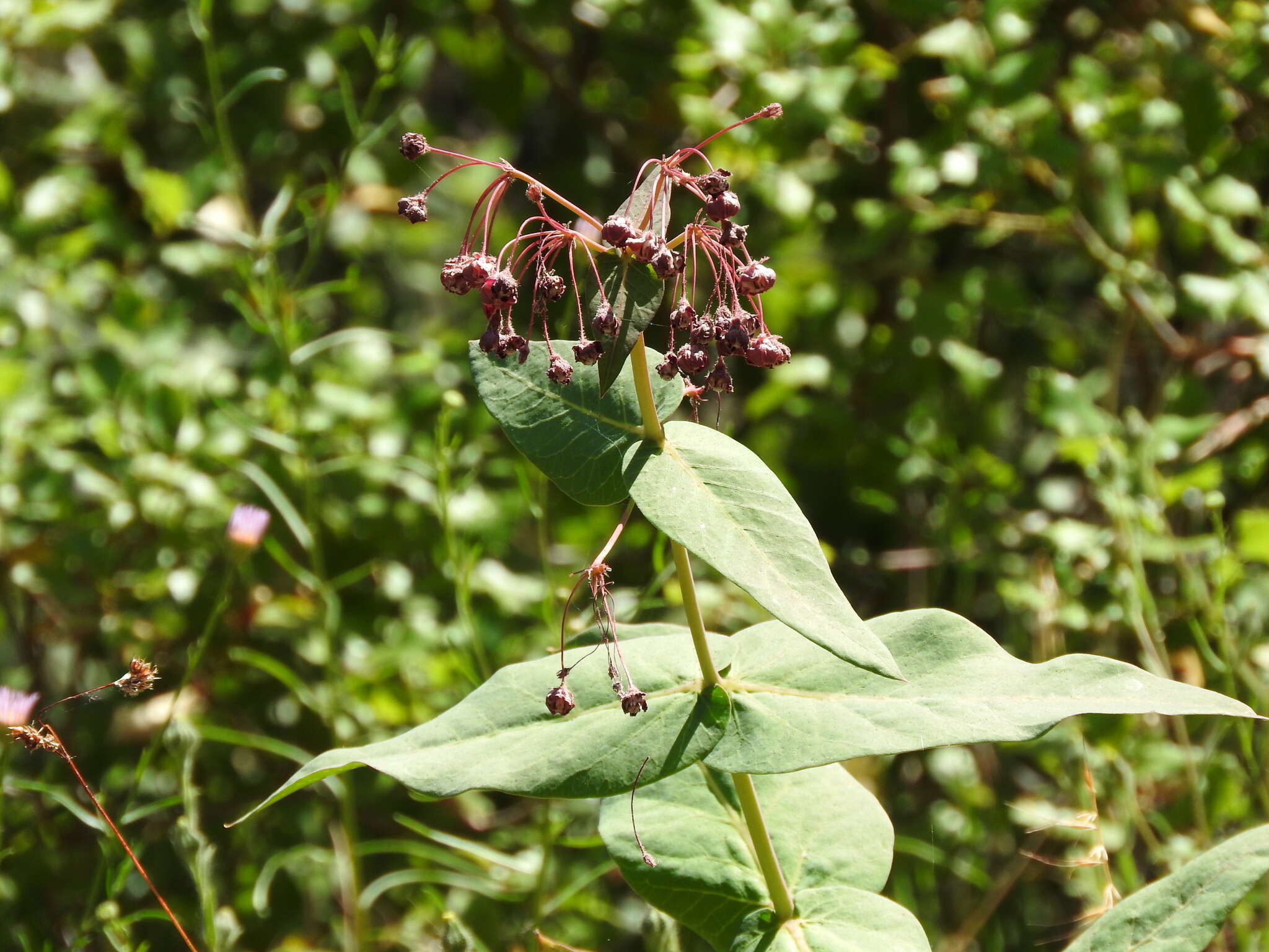 Imagem de Asclepias cordifolia (Benth.) Jepson