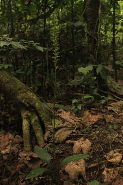 Image of Cyclopogon luteoalbus (A. Rich. & Galeotti) Schltr.