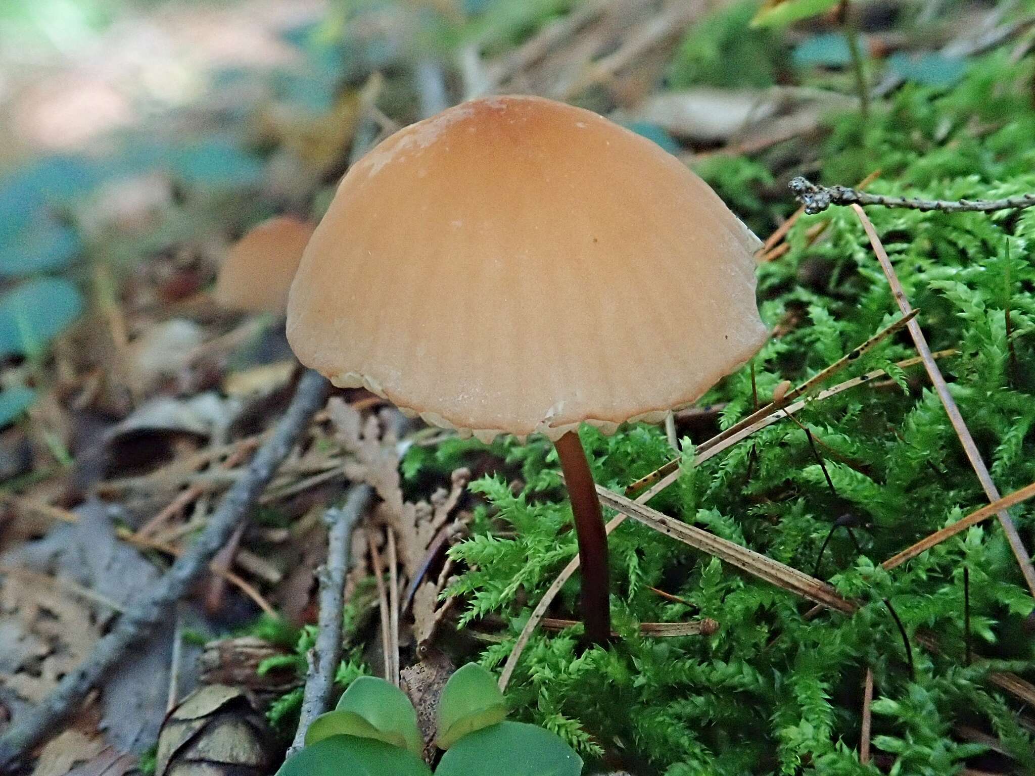 Image of Marasmius cohaerens (Pers.) Cooke & Quél. 1878