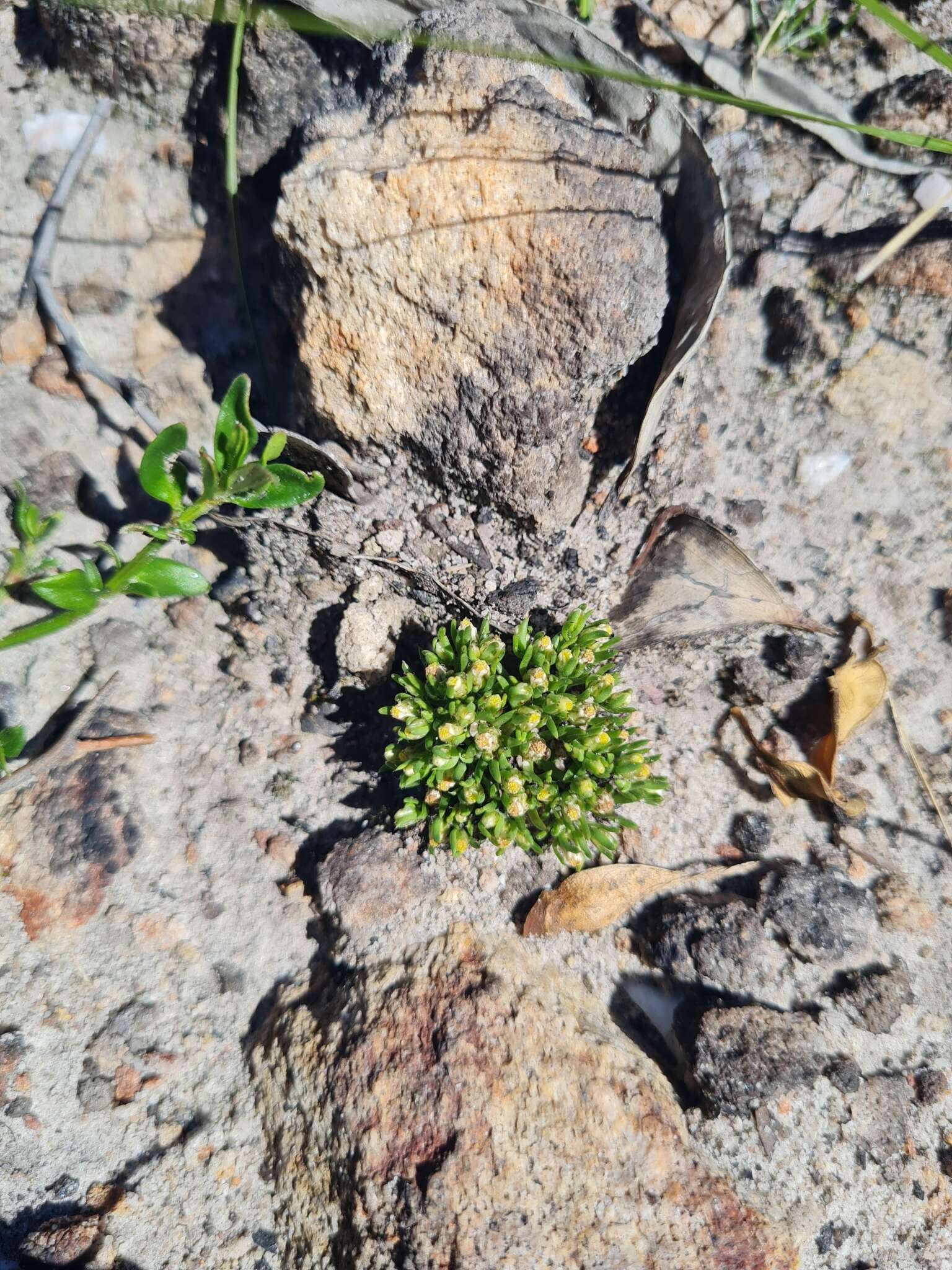 Image of Hyalosperma demissum (A. Gray) P. G. Wilson