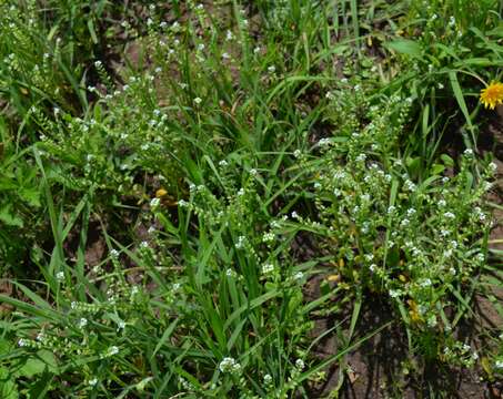 Image of Spring Forget-Me-Not