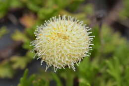 Plancia ëd Leptinella pyrethrifolia (Hook. fil.) D. G. Lloyd & C. J. Webb