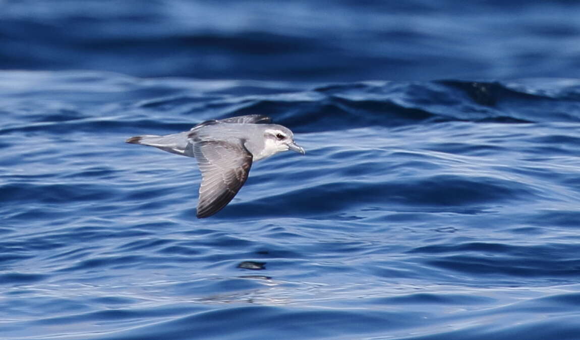 Image of Antarctic Prion