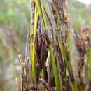 Image of Tetraria fasciata (Rottb.) C. B. Clarke