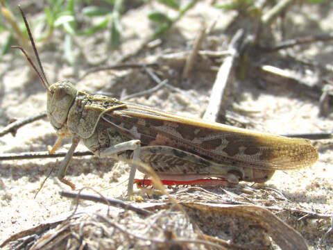 Xanthippus montanus (Thomas & C. 1872)的圖片