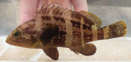 Image of Banded Grouper