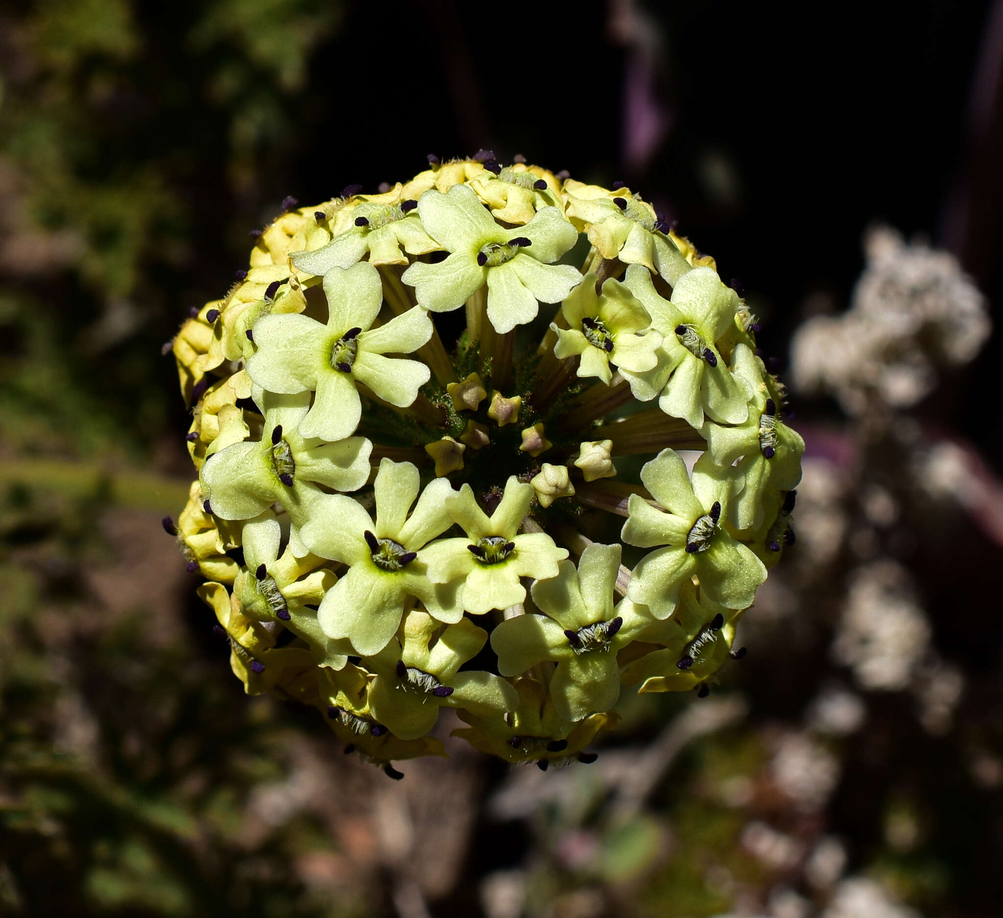 Imagem de Glandularia sulphurea (D. Don) Schnack & Covas