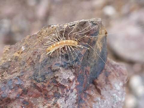 Image of Dendrothereua linceci (Wood 1867)