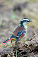 Image of Red-tailed Minla