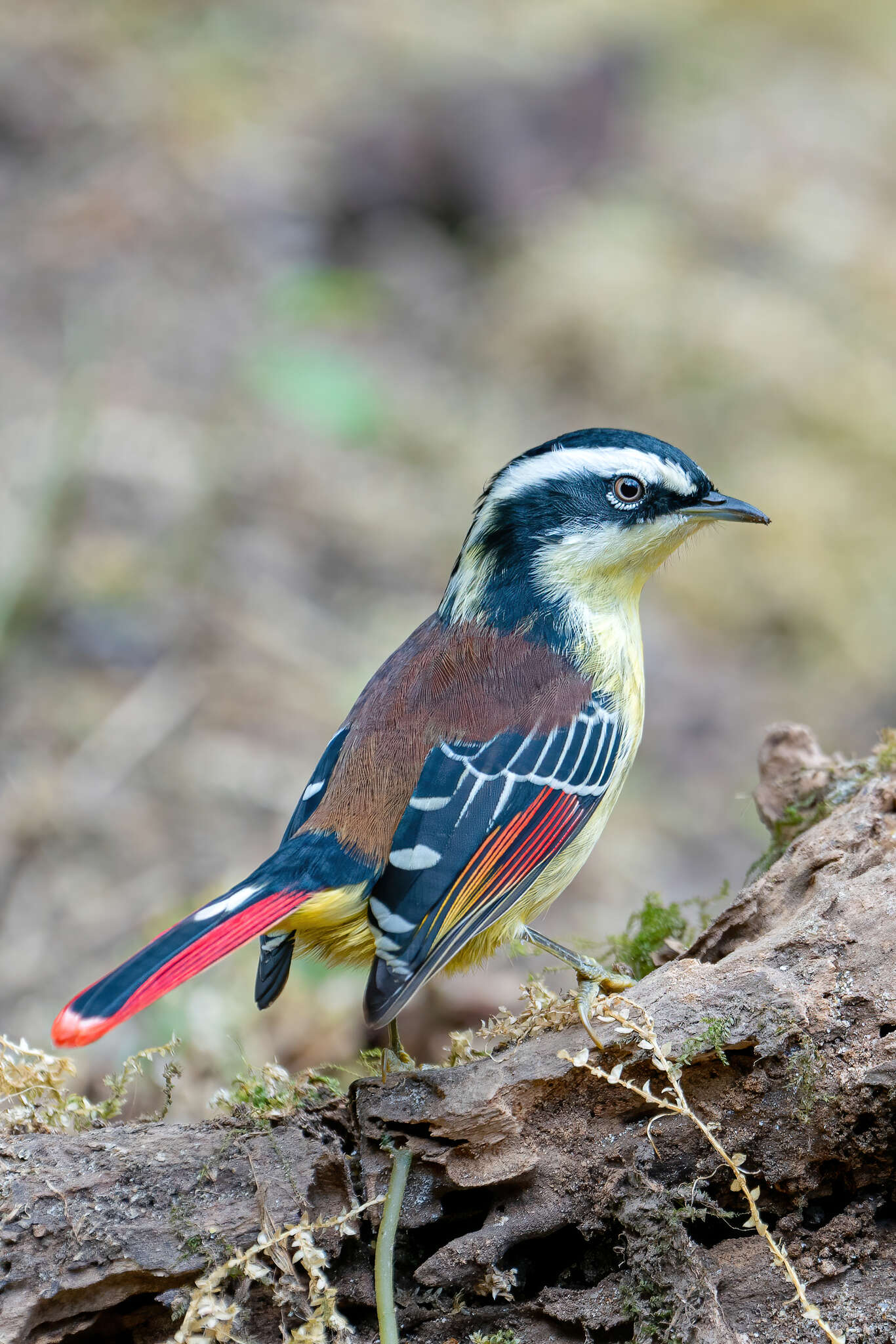 Image of Red-tailed Minla