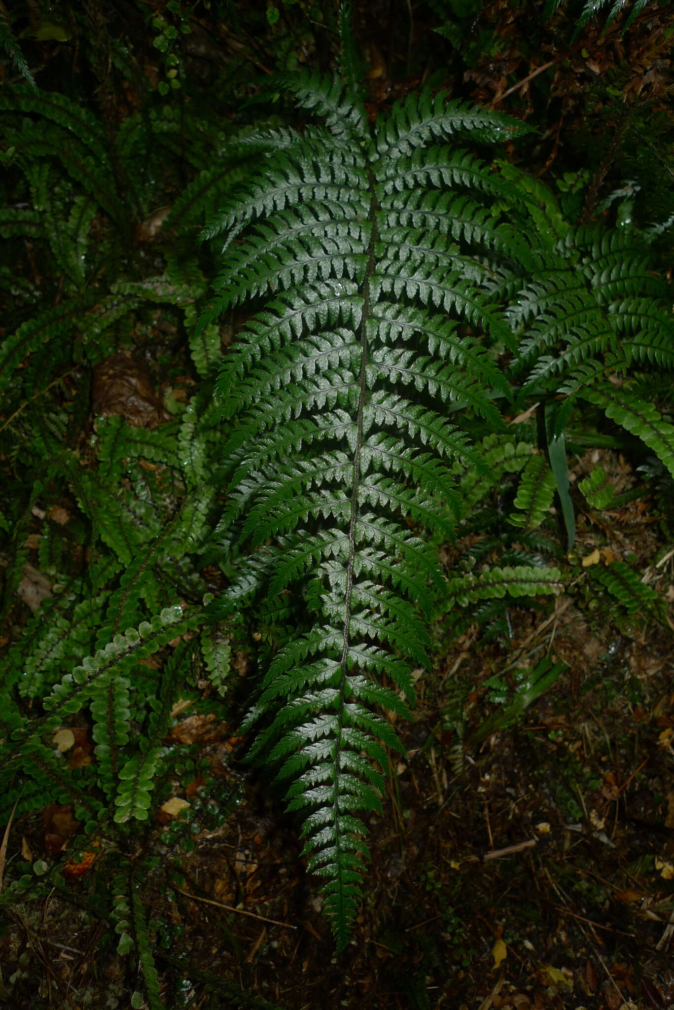 Image de Polystichum wawranum (Szyszyl.) Perrie