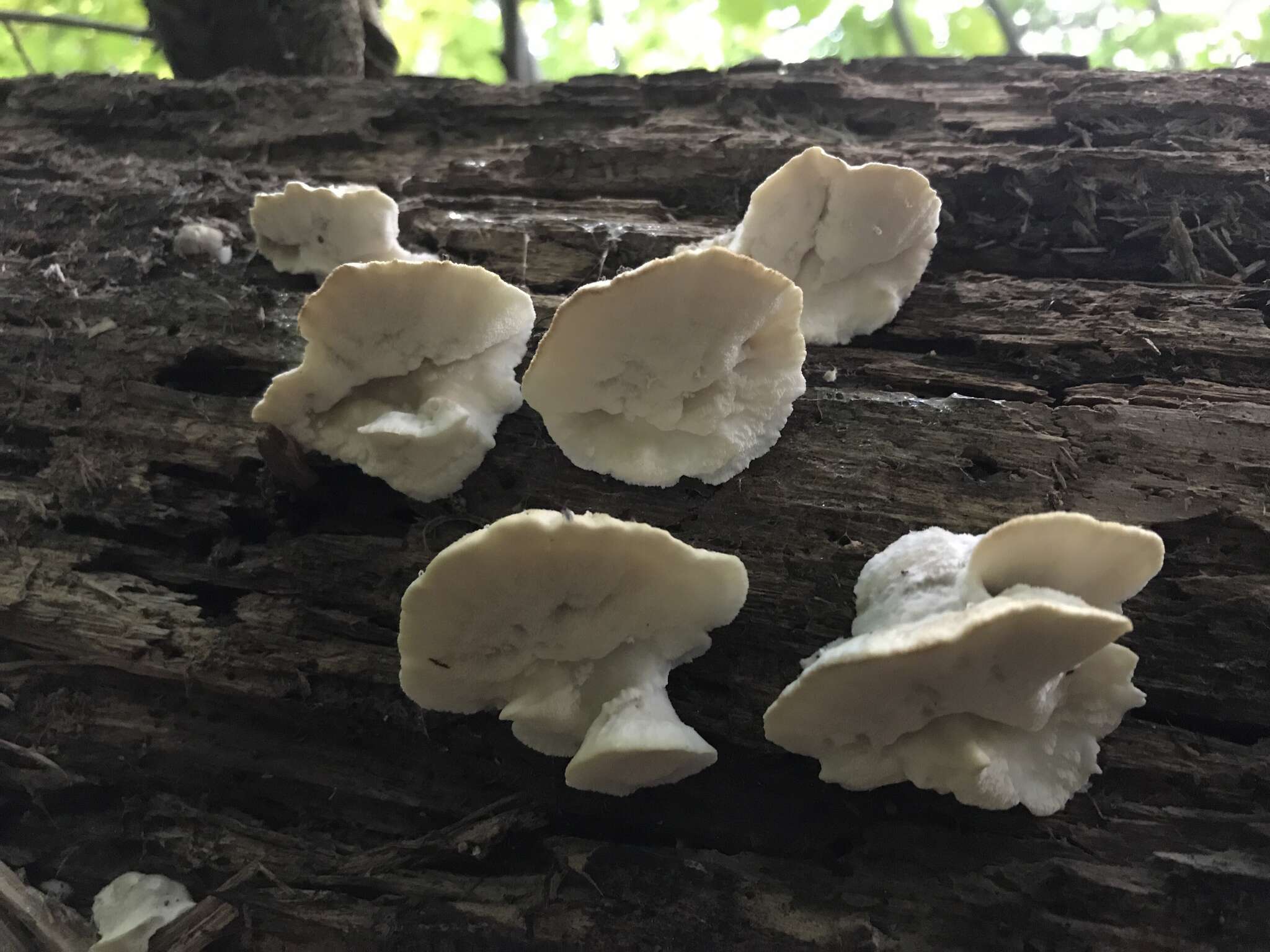 Слика од Tyromyces galactinus (Berk.) J. Lowe 1975