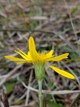 Image de Pityopsis graminifolia var. tracyi (Small) J. C. Semple