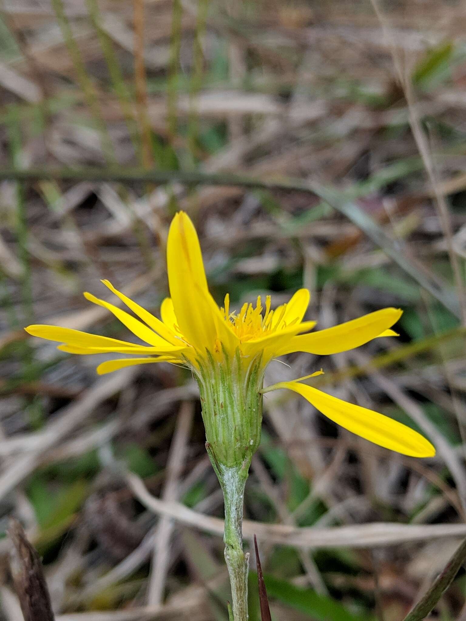 Image of Tracy's silkgrass