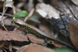 Image of Abronia moreletii temporalis (Hartweg & Tihen 1946)