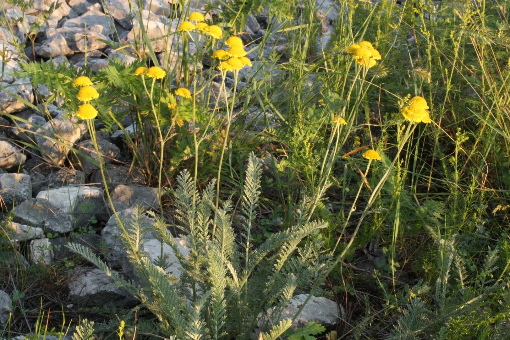 Image of Tanacetum kittaryanum (C. A. Mey.) Tzvel.