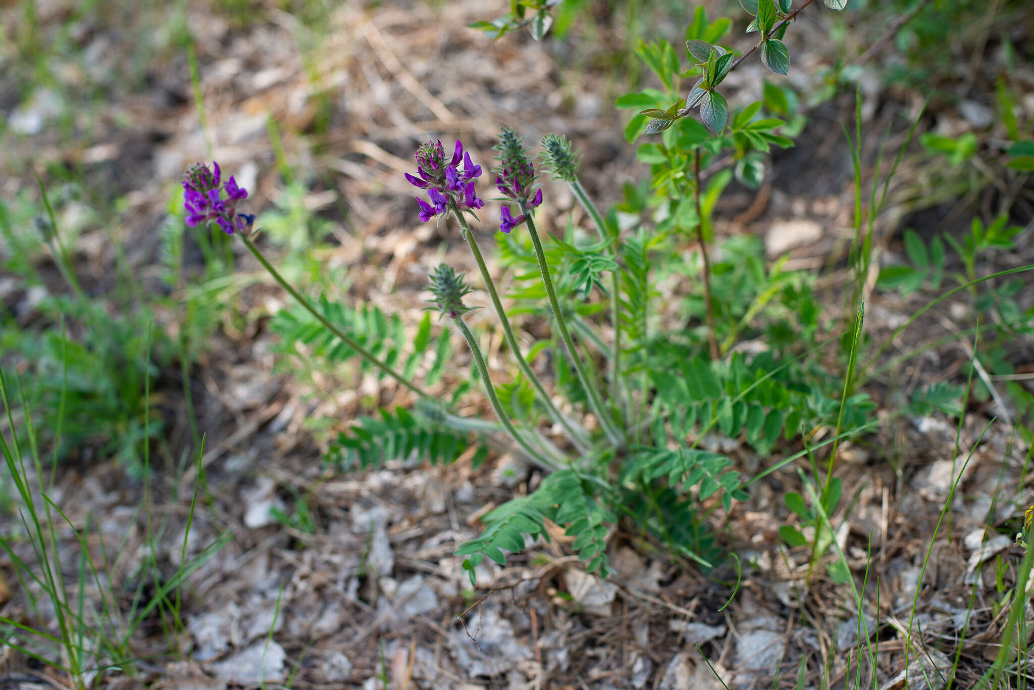 Image de Oxytropis campanulata Vassilcz.