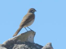 Image of Emberiza capensis capensis Linnaeus 1766