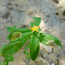 Image of Portulaca umbraticola subsp. lanceolata (Engelm.) J. F. Matthews & D. W. Ketron