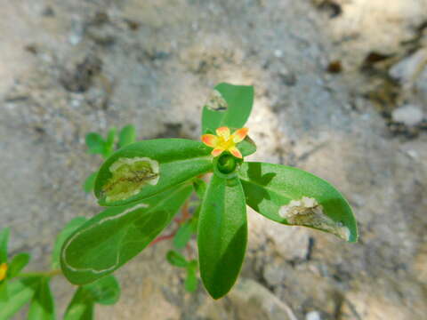 Image of Portulaca umbraticola subsp. lanceolata (Engelm.) J. F. Matthews & D. W. Ketron