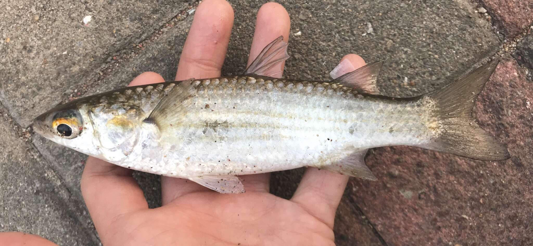 Image of Brown-backed mullet