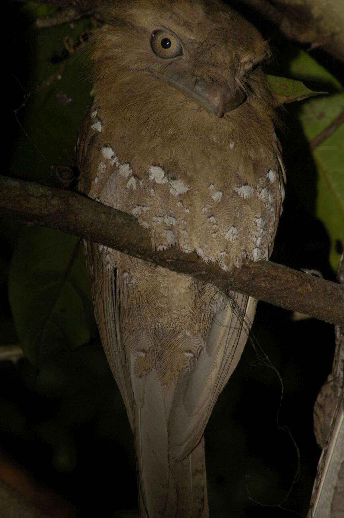 Image of Ceylon Frogmouth