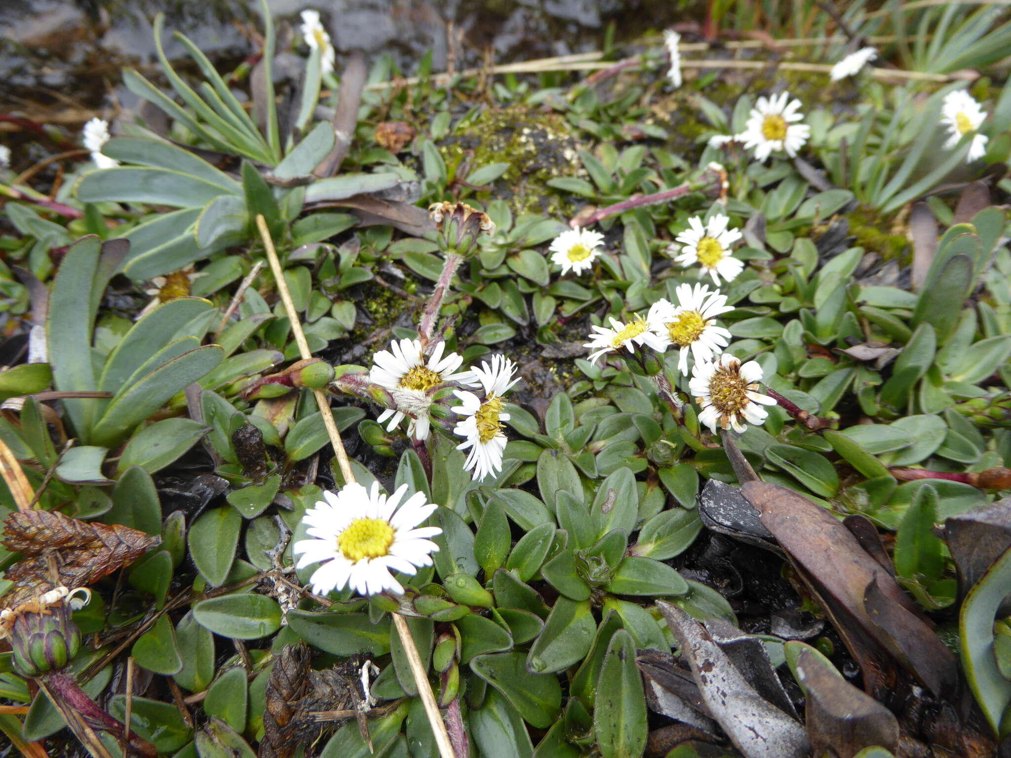 Image of Oritrophium limnophilum (Sch. Bip.) Cuatrec.