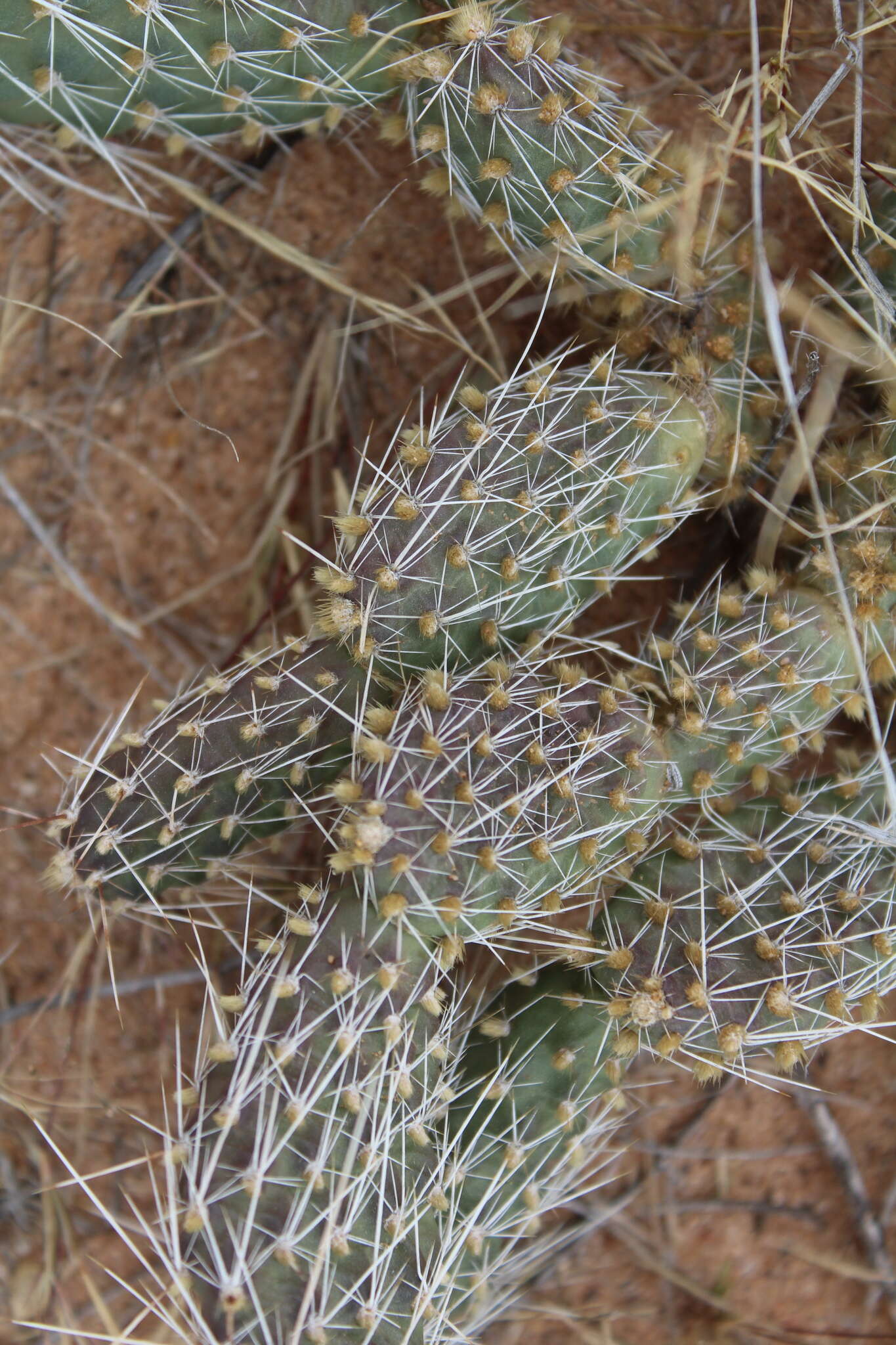 Image of Panhandle Prickly-pear