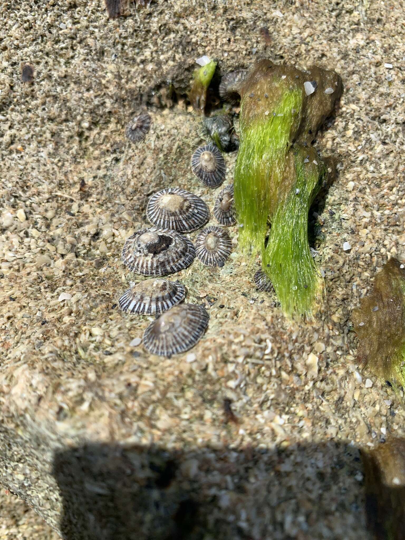 Imagem de Siphonaria naufragum Stearns 1872