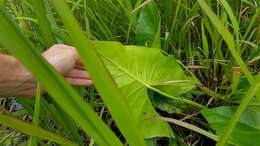 Image of yautia madera