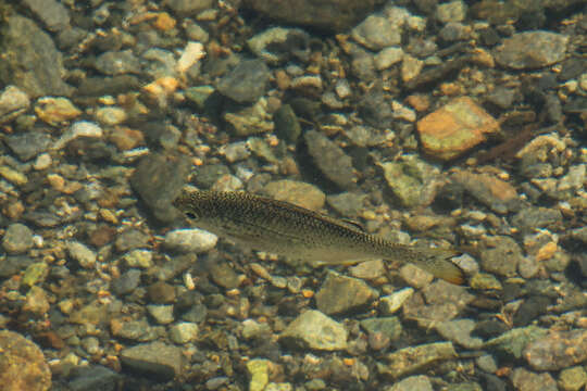 Image of Silver Flagtail