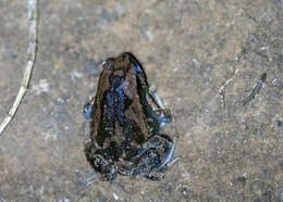 Image of Painted Narrowmouth Toad